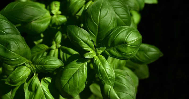 Que manger où : les régions italiennes passées à la loupe